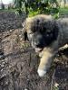 Süße Leonberger/ Germanischer Bärenhund Welpen