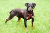 CHAPI -  männlich  4 Jahre  47 cm  18.7 kg  Terrier-Mix  Gechipt  Kastriert