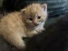 Kitten: Britisch Kurzhr Mix