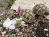 Griechische Landschildkröten mit Papieren NZ 2024 aus ganzjähriger Freilandhaltu
