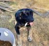 Amy sucht ein passendes Zuhause