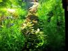 Rotstängeliges Hornblatt „Mexiko“,  Bündel,  Aquarienpflanzen (Versand/  Abholung)
