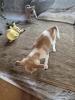Chihuahua Mix Welpen