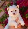 Reinrassige Shiba Inu Welpen.