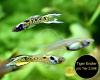 Endler,  Guppy,  reinerbig,  ab 1,  50€,  Versand