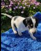 Milka sucht ein passendes Zuhause