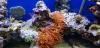 500L Meerwasseraquarium komplett mit Korallen nur 870,  - VB
