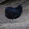 Araucana Hühner Aus Naturbrut Nachzucht von Privat