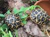 Sternschildkröten NZ
