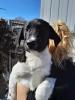 Snoopy sucht ein passendes Zuhause