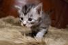 Unser bunter D-Wurf ist da :-) - sieben Maine Coon Kitten auf einen Streich - mi