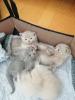 Katzenkitten