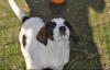 Loupie sucht ein passendes Zuhause