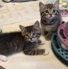 Süße verschmuste Britisch Kurzhaar,  Britisch Langhaar und mix Kitten Katzenbabys