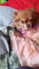 Chihuahua Welpen ab November 21 ab zu geben