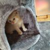 BKH Scottish Fold Kitten