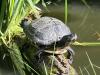 Wasserschildkröte/  Gelbwangenschildkröte in artgerechtes Zuhause - Freilandhaltu