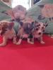 Reinrassige kurzhaar Chihuahua Blue Merle