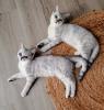 Bkh Kitten /  British Kurzhaar Kitten
