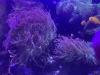 Kupferanemonen aus eigener Nachzucht abzugeben