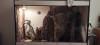 Terrarium mit Kornnatter