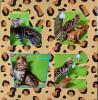 Exklusiver und pfiffiger Bengal Kater,  Donat Rosetten,  Eyecatcher,  unkastriert!