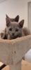 Russisch blau Kitten reinrassig 20.11.2024