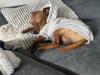 Deckrüde /  wunderschöner Zwergpinscher