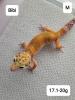 Leopardgeckos NZ 21 abzugeben
