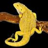 Suche intensiv gelbe Farb-Bartagamen z:B. Citrus, Citrus Hypo Leatherback,  etc.