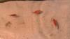 Zierfisch Gubbys,  versch.