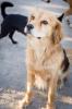 Bruggy - lieber,  ruhiger,  treuer,  kinderlieber Familienhund