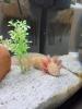 Axolotl und Durchlaufkühler abzugeben 