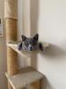4 Kleine BKH-Kitten suchen ab dem 22.06.2023 ein liebevolles Zuhause