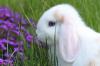 Hobbyzucht zur Eder,  Kaninchen,  Zwergwidder