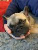 Französische Bulldoggenwelpen