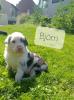 Australian Sheperd/ Border Collie Mix Welpen
