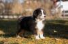 Australian Shepherd Welpen aus ÖKV/ FCI Zuchtstätte