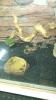 Leopardgecko wir suchen Hilfe