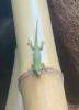 phelsuma grandis (Geckos)