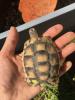 2- und 3-jährige Landschildkrötenbabies Testudo Marginata,  Breitrandschildkröten
