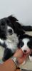 Border Collie Welpen 
