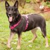 ELISA  - weiblich 8 Jahre 58 cm 33 kg Schäferhund Gechipt Nicht kastriert