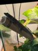 Phelsuma Standingii Taggecko Nachzucht