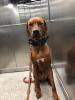 Rhodesien Ridgeback