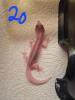 Leopardgeckos NZ 22,  0.1