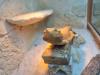 2 männliche Bartagame (Pogona vitticeps) suchen ein neues Zuhause,  Einzelabgabe 