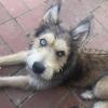 Solveig - Husky-Mix - lieb,  verspielt