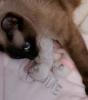 Reinrassige Siamkitten