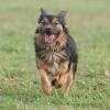 Alfi sucht ein Zuhause
